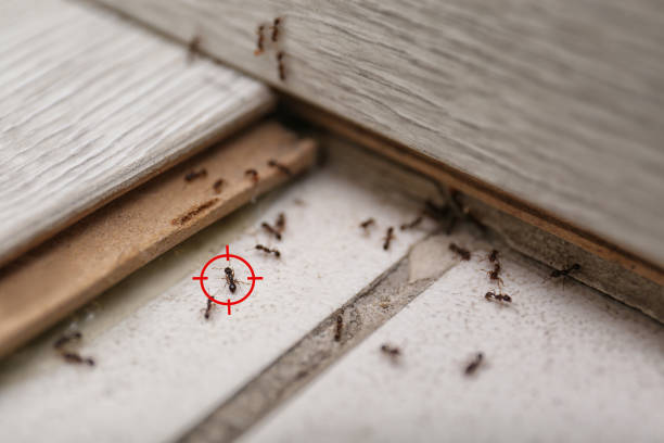 Flea Control Services in Archer Lodge, NC